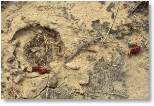 S. tiraquensis ssp. totorensis v. oenantha (fa. pampagrandensis) JK 29 - Totora-Aiquile (Rancho Pampa Grande) - alt. 2850 m
