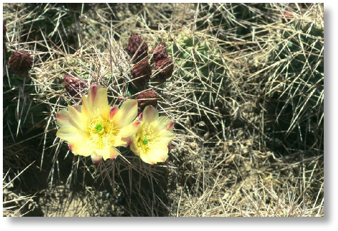 Opuntia species - Villazon-Tupiza