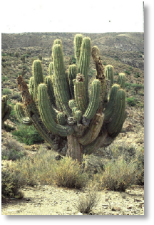 Trichocereus species - Yunchara - Villazon