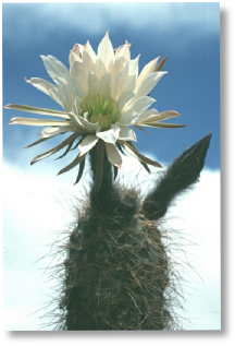 Trichocereus species - Villazon-Tupiza