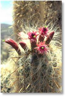 Oreocereus celsianus - Villazon-Tupiza