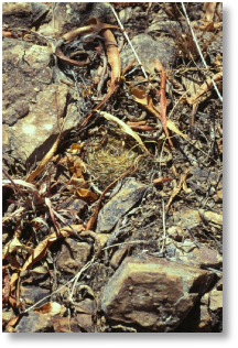 S. tiraquensis ssp. totorensis v. oenantha HS 22 - Totora-Aiquile - alt. 2800 m